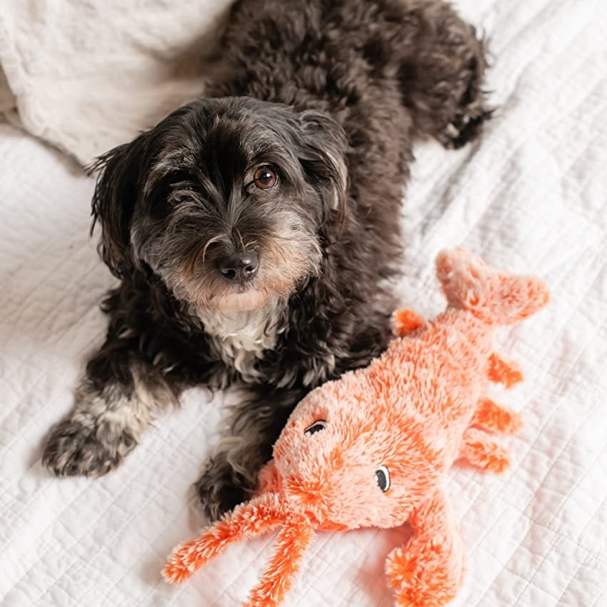 🔥Summer Exclusive 49% OFF⏳Lobster Interactive Dog Toy🎉Buy 2 Save 10% & Free Shipping 