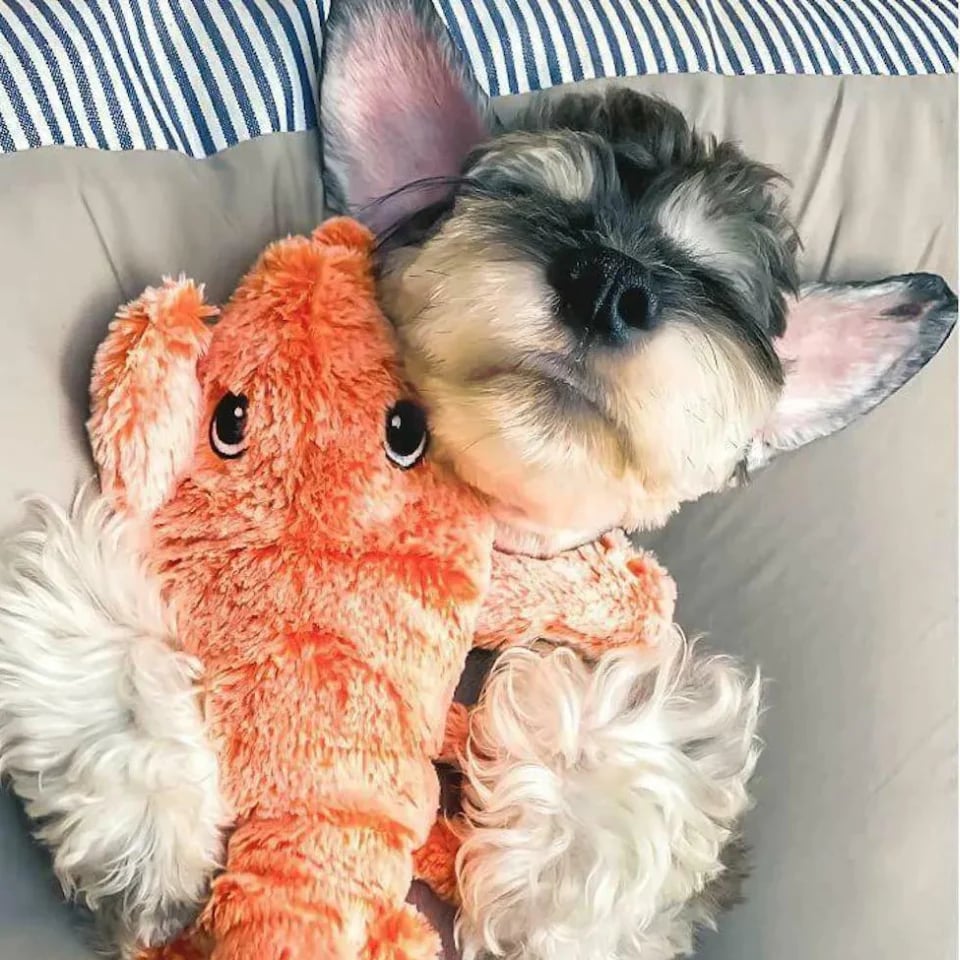 🔥Summer Exclusive 49% OFF⏳Lobster Interactive Dog Toy🎉Buy 2 Save 10% & Free Shipping 